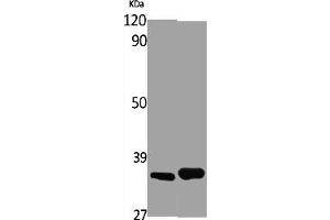 Western Blot analysis of various cells using Olfactory receptor 4X1 Polyclonal Antibody