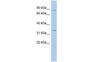 Syntaxin 19 antibody used at 1 ug/ml to detect target protein. (Syntaxin 19 Antikörper  (N-Term))