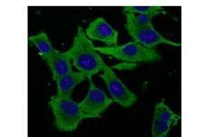 Endogenous ERP57- endoplasmic reticulum lumen marker detected With AB0004 at 1/500 dilunon, lysates at 100 µg per Iane and rabbit polyclonal to goat lµg (HRP) at 1/10,000 dilution,