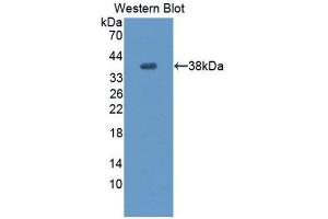 Western Blotting (WB) image for anti-Endothelial PAS Domain Protein 1 (EPAS1) (AA 24-348) antibody (ABIN1176140) (EPAS1 Antikörper  (AA 24-348))