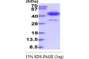 SDS-PAGE (SDS) image for serpin Peptidase Inhibitor, Clade A (Alpha-1 Antiproteinase, Antitrypsin), Member 5 (SERPINA5) (AA 20-406) protein (His tag) (ABIN5855095) (SERPINA5 Protein (AA 20-406) (His tag))