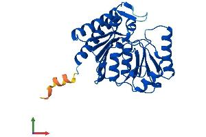 Protein Structure (PS) image for Inositol(myo)-1(or 4)-Monophosphatase 2 (IMPA2) (AA 1-288) protein (His tag) (ABIN7548515)