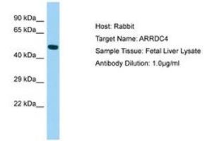 Image no. 1 for anti-Arrestin Domain Containing 4 (ARRDC4) (N-Term) antibody (ABIN6750026) (ARRDC4 Antikörper  (N-Term))