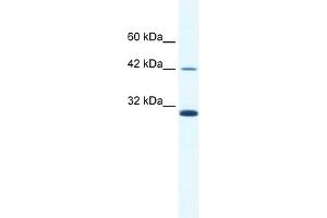 ApoBEC3G antibody used at 2. (APOBEC3G Antikörper  (N-Term))