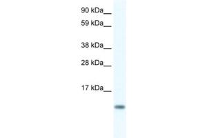 Western Blotting (WB) image for anti-FXYD Domain Containing Ion Transport Regulator 5 (FXYD5) antibody (ABIN2461574) (FXYD5 Antikörper)