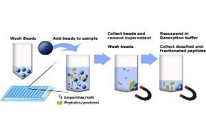 Principle using MagSi-proteomics reversed phase beads. (MagSi-proteomics C4 beads)