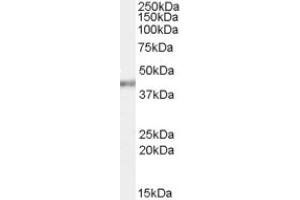 Image no. 1 for anti-Poly(rC) Binding Protein 4 (PCBP4) (C-Term) antibody (ABIN375114) (PCBP4 Antikörper  (C-Term))