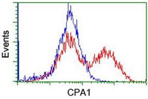 Image no. 4 for anti-Carboxypeptidase A1 (Pancreatic) (CPA1) antibody (ABIN1497589) (CPA1 Antikörper)