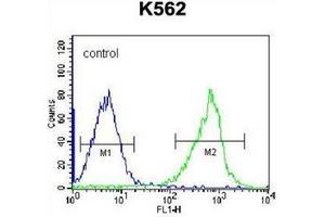 Flow cytometric analysis of K562 cells using  GSTM5 Antibody (N-term) Cat.