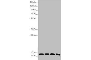 Western blot All lanes: NDUFS6 antibody at 1. (NDUFS6 Antikörper  (AA 29-124))