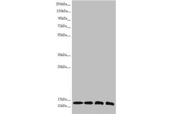 NDUFS6 Antikörper  (AA 29-124)