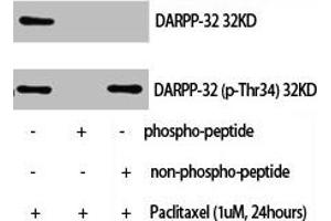 Western Blot analysis of NIH-3T3+palitaxel cells using Phospho-DARPP-32 (T34) Polyclonal Antibody (DARPP32 Antikörper  (pThr34))