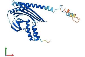 Protein Structure (PS) image for Capping Protein (Actin Filament) Muscle Z-Line, alpha 3 (CAPZA3) (AA 1-299) protein (His tag) (ABIN7553132)
