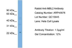 WB Suggested Anti-MBL2  Antibody Titration: 0. (MBL2 Antikörper  (Middle Region))