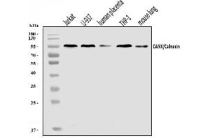 Western blot analysis of Calnexin/CANX using anti-Calnexin/CANX antibody (ABIN7602290).