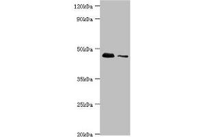 Western blot All lanes: 28S ribosomal protein S29, mitochondrial antibody at 10 μg/mL Lane 1: Hela whole cell lysate Lane 2: 293T whole cell lysate Secondary Goat polyclonal to rabbit IgG at 1/10000 dilution Predicted band size: 46, 42 kDa Observed band size: 46 kDa (DAP3 Antikörper  (AA 159-398))