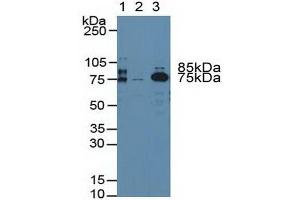 Figure. (Prothrombin Antikörper  (AA 324-617))