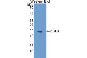 Western Blotting (WB) image for anti-Tumor Necrosis Factor (Ligand) Superfamily, Member 8 (TNFSF8) (AA 68-231) antibody (ABIN7431086)