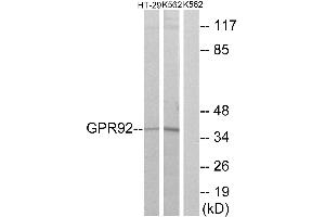 Western blot analysis of extracts from HT-29 cells and K562 cells, using GPR92 antibody. (LPAR5 Antikörper  (Internal Region))