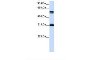 Image no. 1 for anti-Tripartite Motif Containing 31 (TRIM31) (AA 288-337) antibody (ABIN6739062) (TRIM31 Antikörper  (AA 288-337))