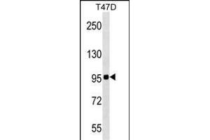 ZN Antibody (N-term) (ABIN1539187 and ABIN2849454) western blot analysis in T47D cell line lysates (35 μg/lane). (ZNF606 Antikörper  (N-Term))