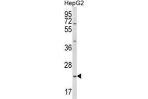 Western Blotting (WB) image for anti-Glutathione S-Transferase alpha 4 (GSTA4) antibody (ABIN3003989) (GSTA4 Antikörper)