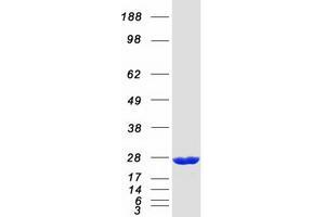 Validation with Western Blot (ARL8A Protein (Myc-DYKDDDDK Tag))