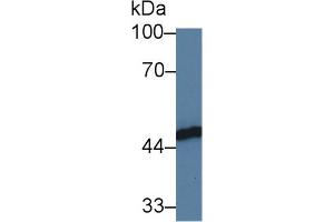 Western Blot; Sample: Human HL60 cell lysate; Primary Ab: 3µg/ml Rabbit Anti-Human FKBPL Antibody Second Ab: 0. (FKBPL Antikörper  (AA 1-349))