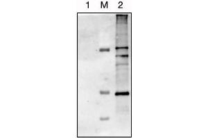 Western-blot membrane for detection of host-cell proteins (HCP) from HEK293 cells using a specific antibody (#ABIN1113182, Antibodies-Online. (HCP Antikörper)