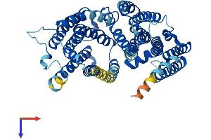 RFT1 Protein (AA 1-541) (His tag)