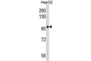 Western blot analysis of BANK1 Antibody (Center) in HepG2 cell line lysates (35ug/lane). (BANK1 Antikörper  (Middle Region))