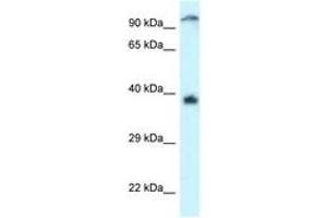 Image no. 1 for anti-Docking Protein 7 (DOK7) (AA 402-451) antibody (ABIN6747325) (DOK7 Antikörper  (AA 402-451))