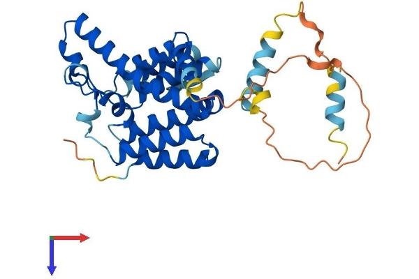 RHBDD1 Protein (AA 1-315) (His tag)