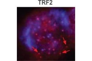 Image no. 1 for anti-Telomeric Repeat Binding Factor 2 (TERF2) antibody (ABIN208252) (TRF2 Antikörper)