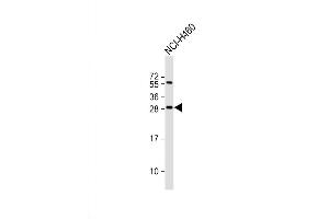 Western Blot at 1:2000 dilution + NCI-H460 whole cell lysate Lysates/proteins at 20 ug per lane. (FGF18 Antikörper  (N-Term))