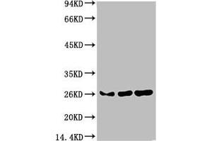 Western blot analysis of 1) Hela Cell Lysate, 2)3T3 Cell Lysate, 3) PC12 Cell Lysate using HP-1γ Mouse mAb diluted at 1:1000. (CBX3 Antikörper)