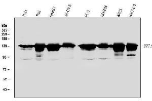 Western blot analysis of RENT1/hUPF1 using anti-RENT1/hUPF1 antibody (ABIN3043955).