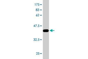 Western Blotting (WB) image for anti-Ribosomal Protein S6 Kinase, 90kDa, Polypeptide 6 (RPS6KA6) (AA 636-745) antibody (ABIN525969)