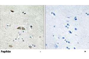 Immunohistochemistry analysis of paraffin-embedded human brain tissue using RPL39L polyclonal antibody . (RPL39L Antikörper)