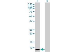 Western Blot analysis of ERC1 expression in transfected 293T cell line by ERC1 MaxPab polyclonal antibody. (ERC1 Antikörper  (AA 1-91))