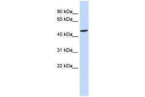 BTNL3 antibody used at 1 ug/ml to detect target protein.