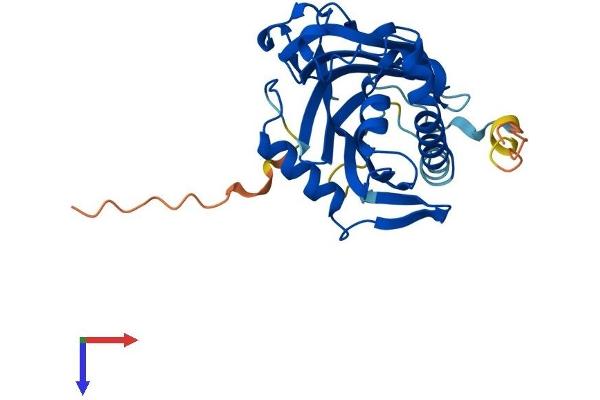 STARD10 Protein (AA 1-291) (His tag)