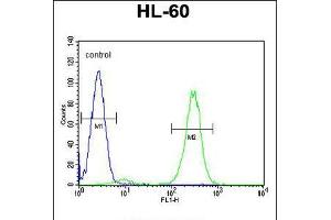 Flow cytometric analysis of HL-60 cells (right histogram) compared to a negative control cell (left histogram). (FBXW11 Antikörper  (AA 168-196))