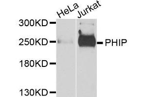 Western blot analysis of extracts of HeLa and Jurkat cells, using PHIP antibody. (PHIP Antikörper)
