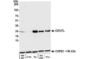Western Blotting (WB) image for anti-Tumor Necrosis Factor (Ligand) Superfamily, Member 9 (TNFSF9) (AA 71-254) antibody (ABIN7449349)