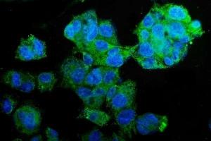 IF analysis of PCK2 using anti-PCK2 antibody (ABIN7599509). (PEPCK Antikörper  (AA 1-640))