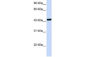 Western Blotting (WB) image for anti-Src Kinase Associated phosphoprotein 1 (SKAP1) antibody (ABIN2458981) (SKAP1 Antikörper)
