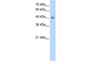 RNF128 antibody used at 1. (RNF128 Antikörper  (C-Term))