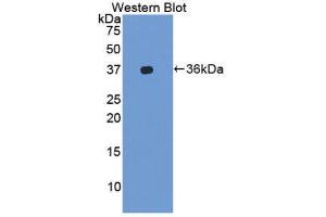 Western Blotting (WB) image for anti-Integrin alpha-L (ITGAL) (AA 809-1066) antibody (ABIN1859650) (ITGAL Antikörper  (AA 809-1066))