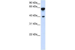 DTNB antibody used at 1 ug/ml to detect target protein.
